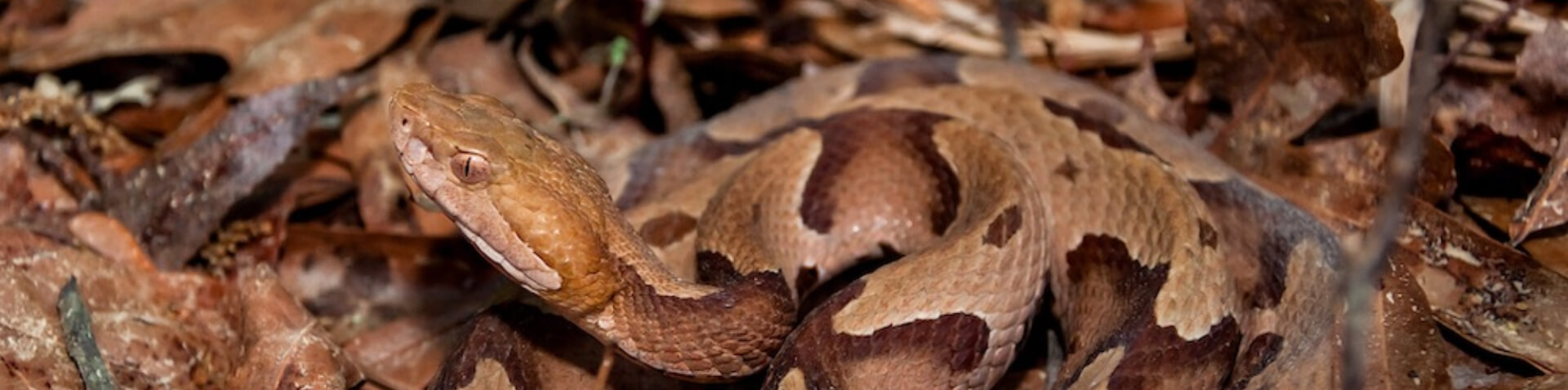 snake in leaves