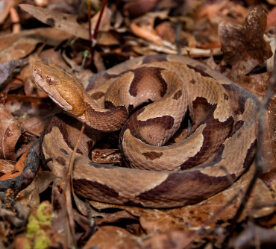 snake in leaves