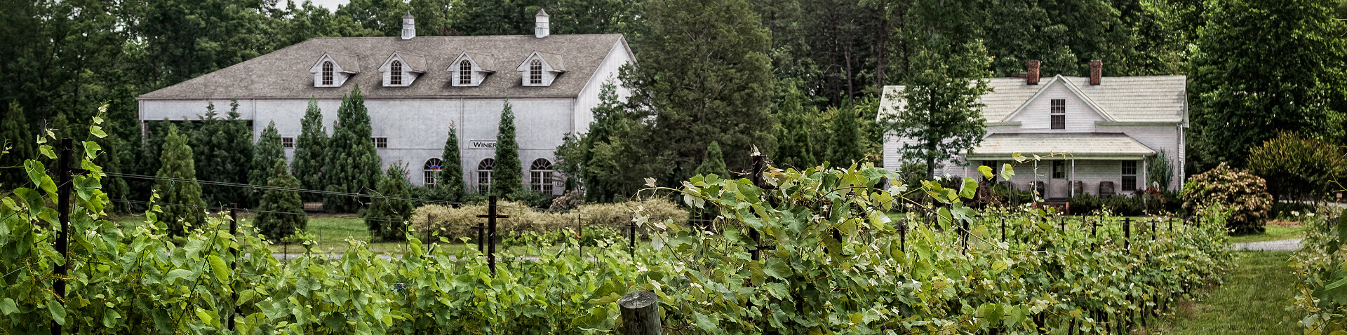 vineyard with winery and house behind