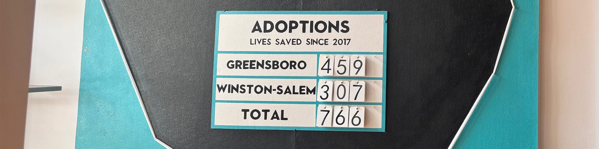 Cat Adoptions 