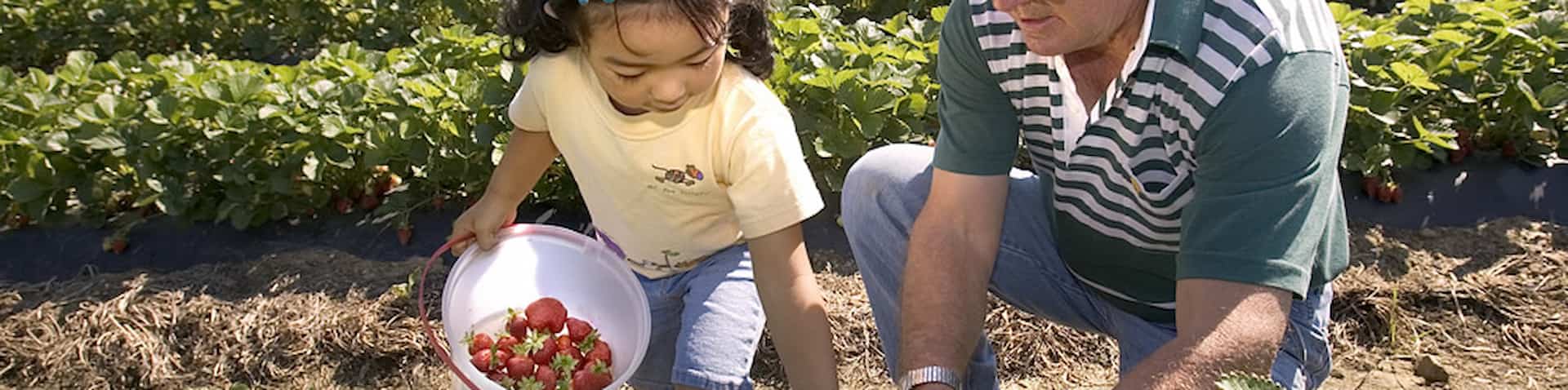 kid picking berries 