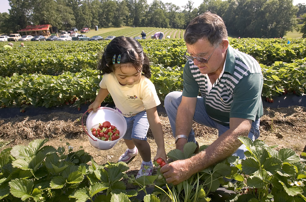 kid picking berries 