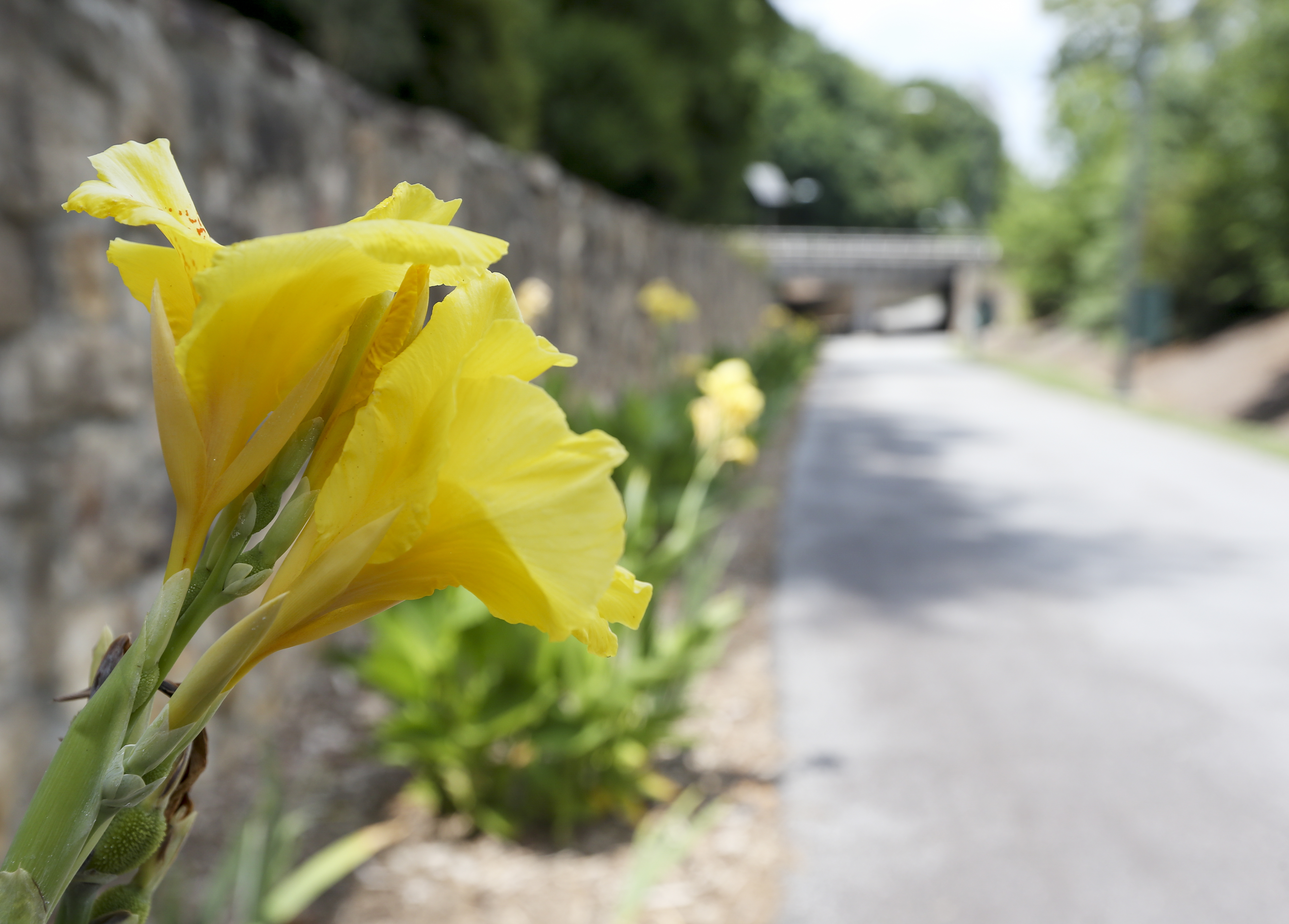 flowers on greenway