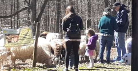 family looking at the sheep