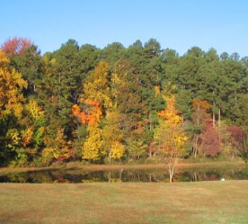 trees changing color by the water