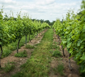 Vineyard