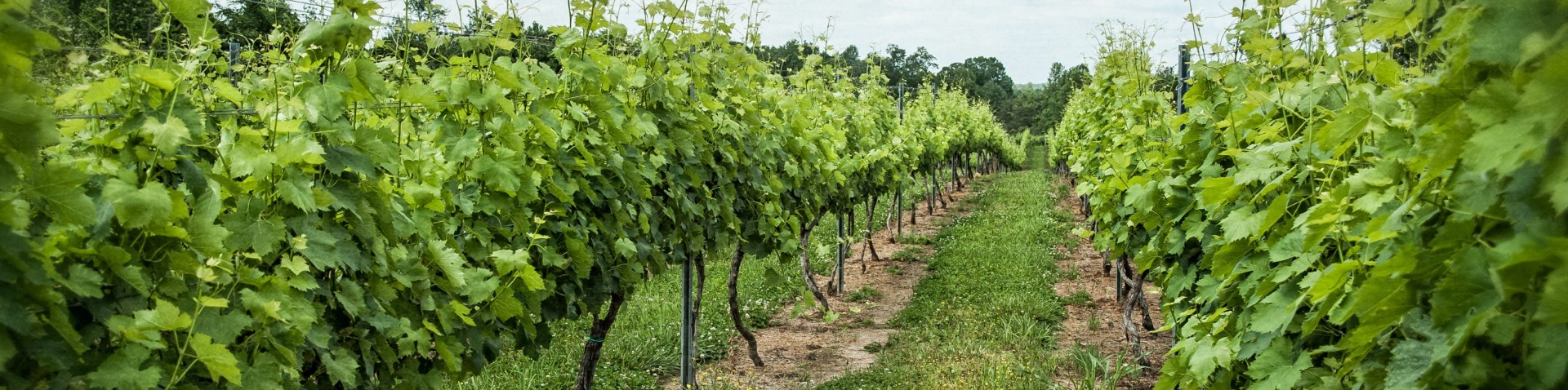 Vineyard