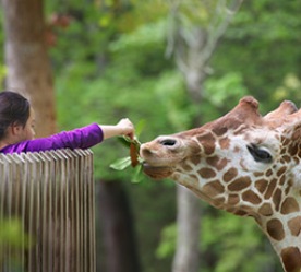 girl feeding giraffe