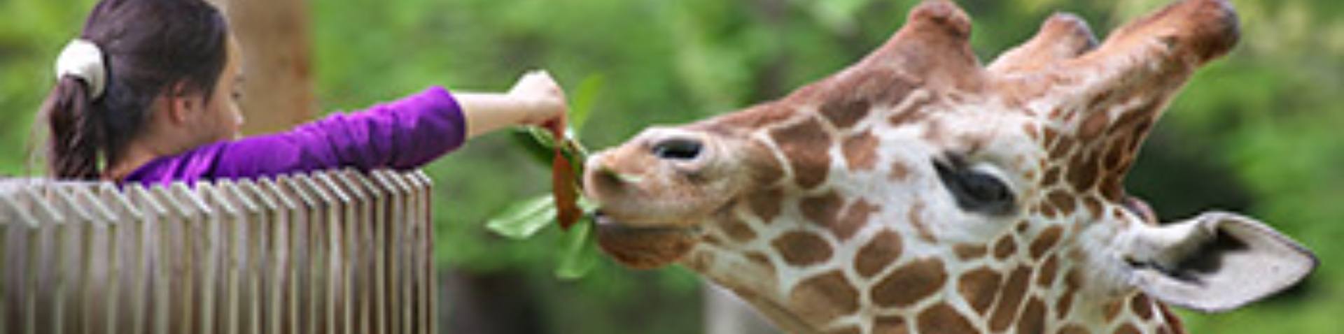 Girl feeding giraffe