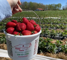 basket of strawberries