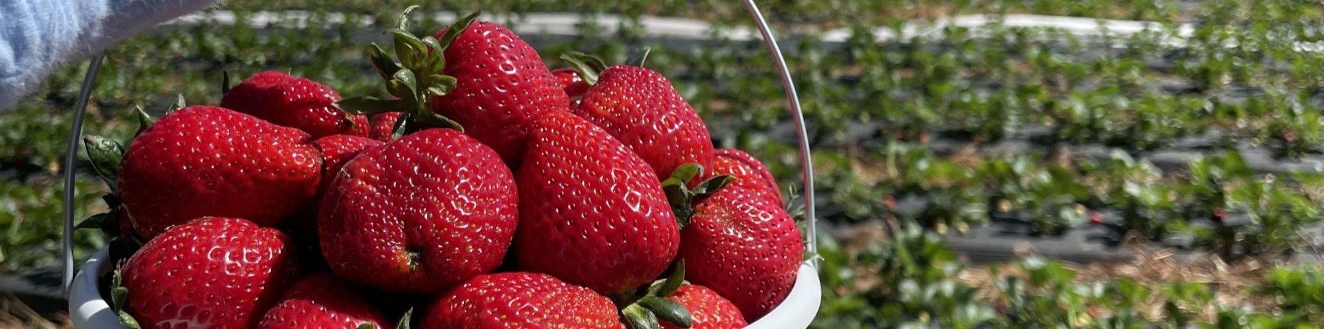 basket of strawberries