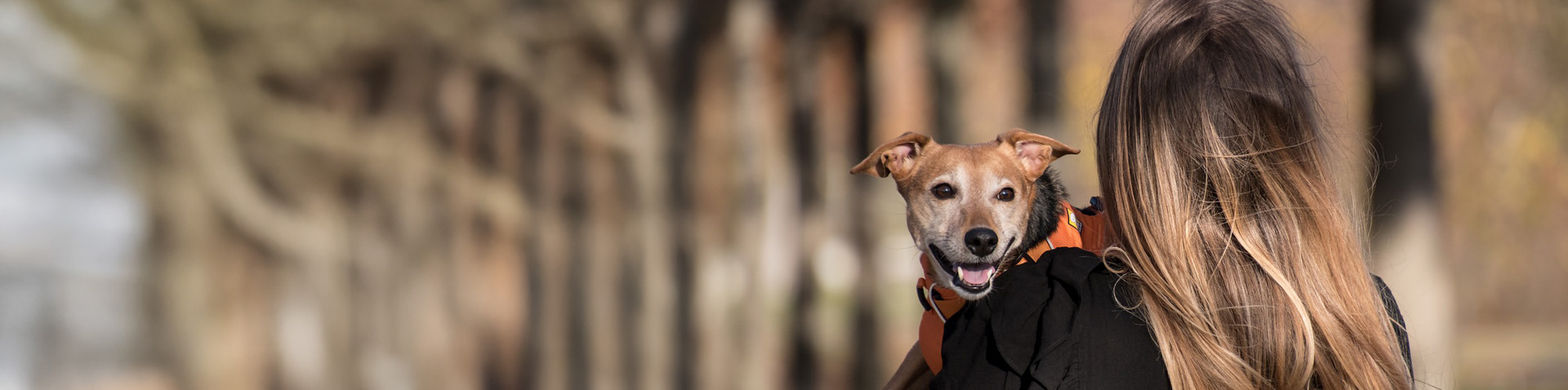 greensboro-unleashed-dog-paradise