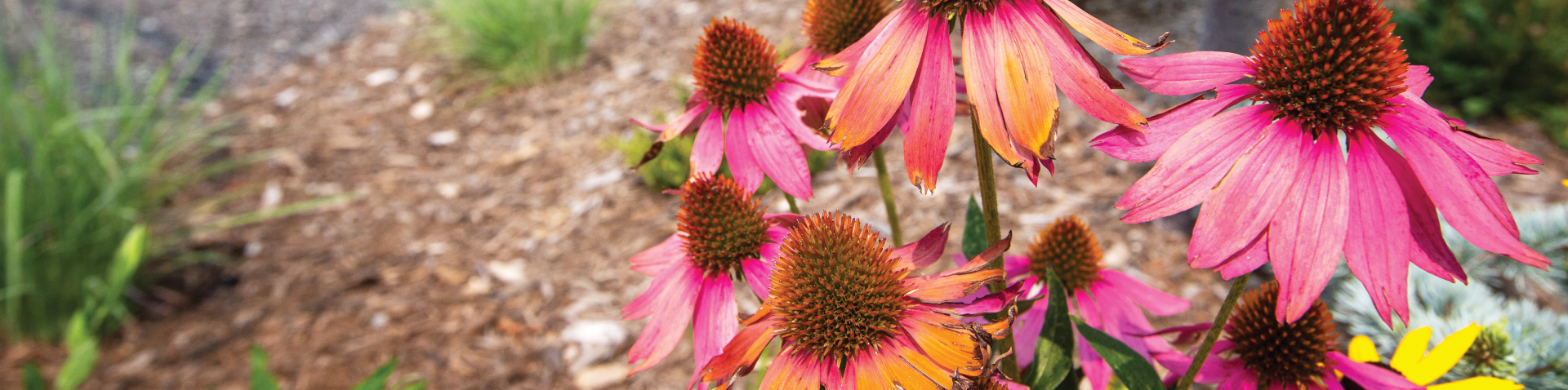 pink flowers along the downtown greenway